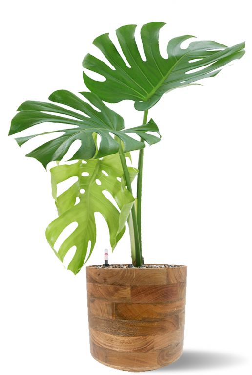 Monstera in hout pot