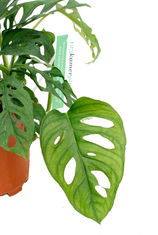 kleine Monstera