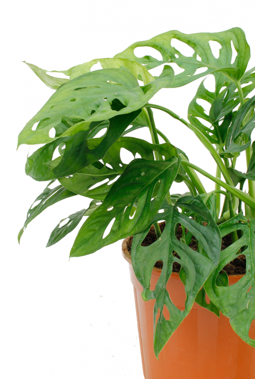 Monstera zimmerpflanze