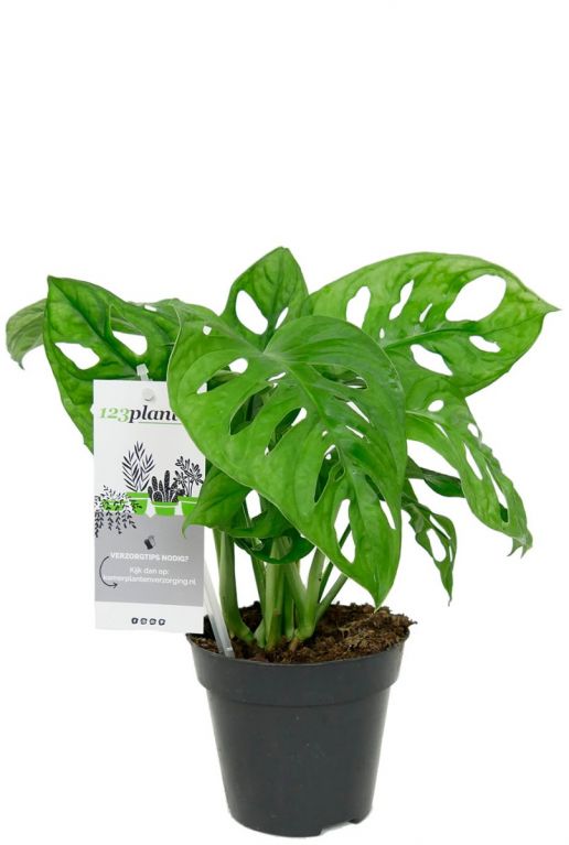 Monstera obliqua zimmerpflanze