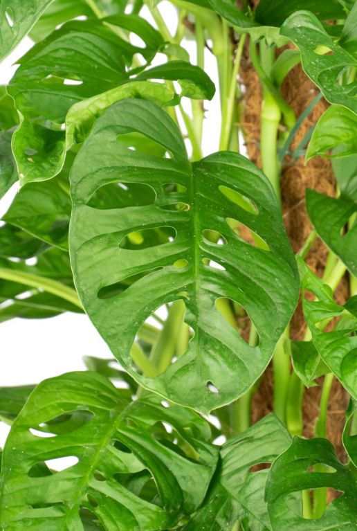 Monstera obliqua monkey blad