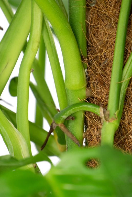 Monstera obliqua monkey plant