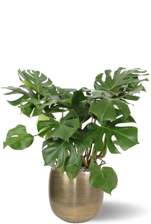 Monstera pflanze im topf