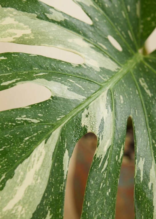 Monstera Thai Constellation