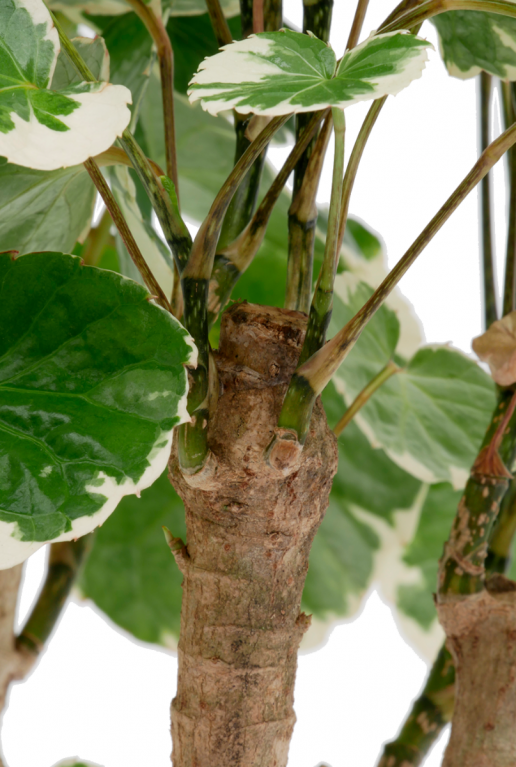 Aralia Balfourii