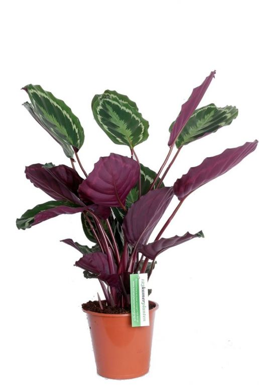 schöne Calathea zimmerpflanze 