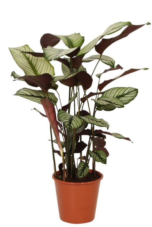 Calathea Whitestar Pfeilwurze