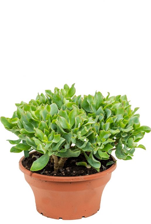 Crassula argentea  sukkulente