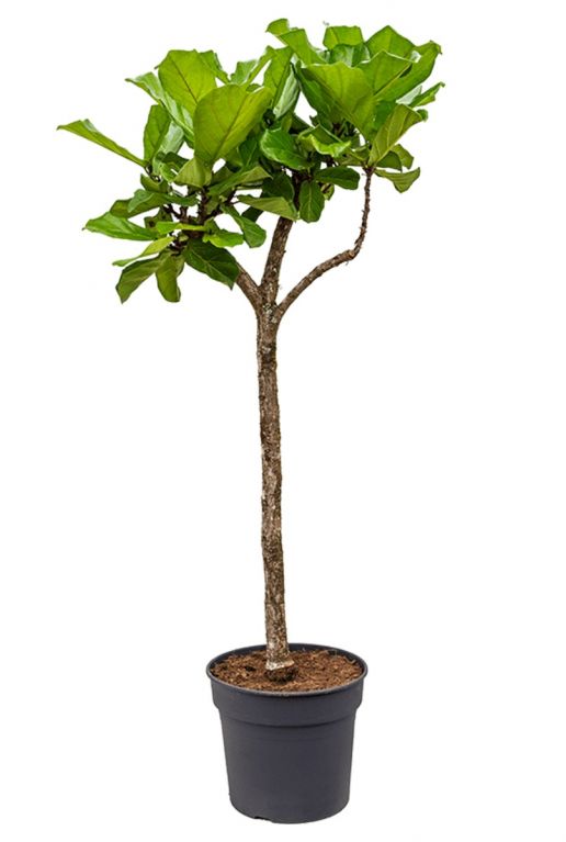Ficus lyrata