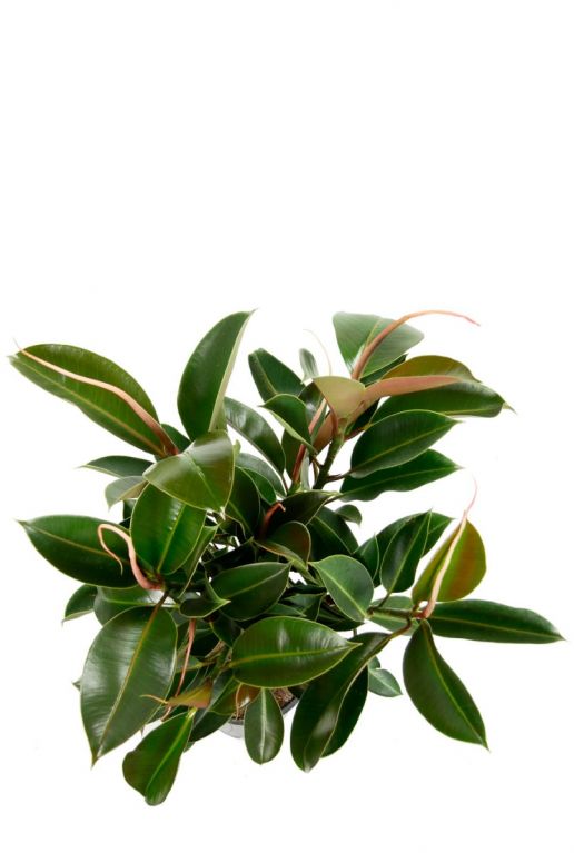schöne ficus melany pflanze