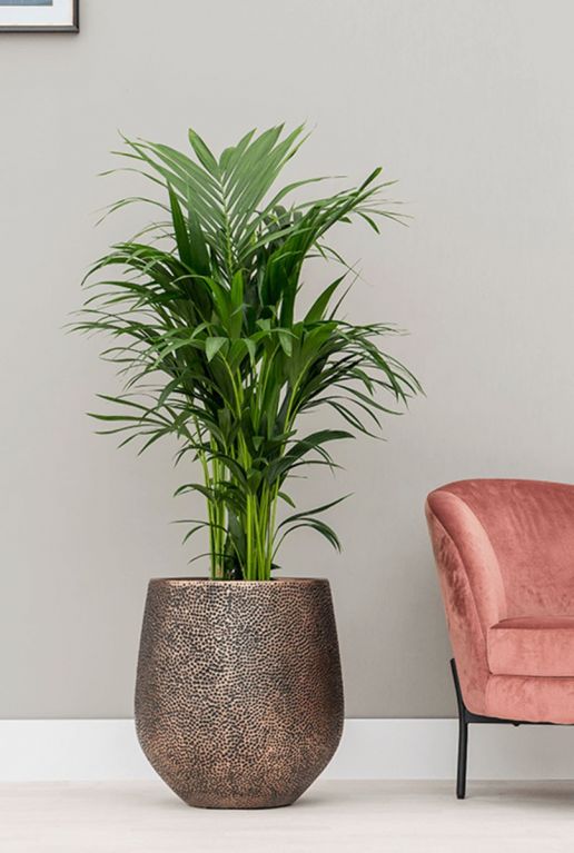 Mooie goude plantenbakken kamerplant