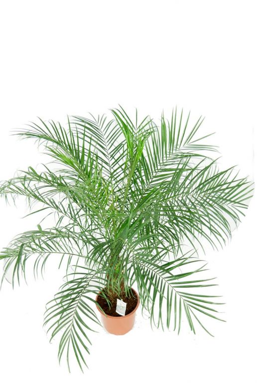 Mooie groene palm kopen