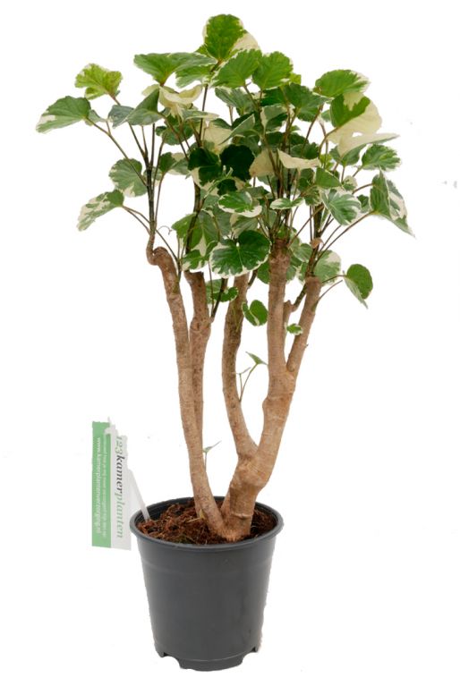Mooie polyscias balfourii kamerplant 1