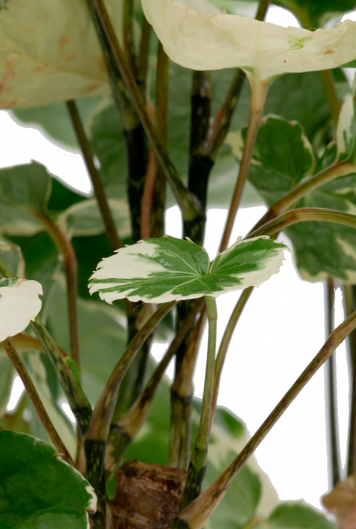 Aralia Balfourii