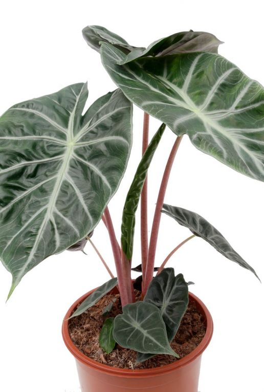 Alocasia marocco purple night
