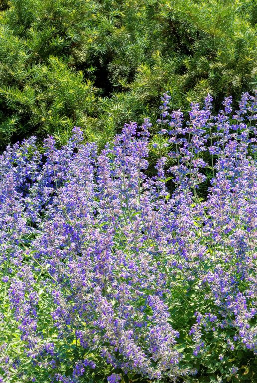 Nepeta faassenii gartenpflanze