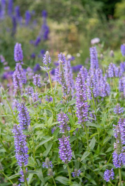 Nepeta nervosa blue moon gartenpflanze