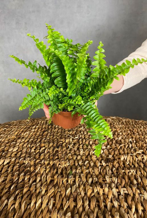 Nephrolepis green lady fern