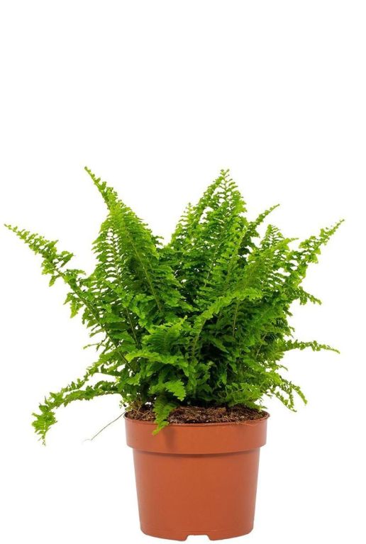 Nephrolepis vitale p12