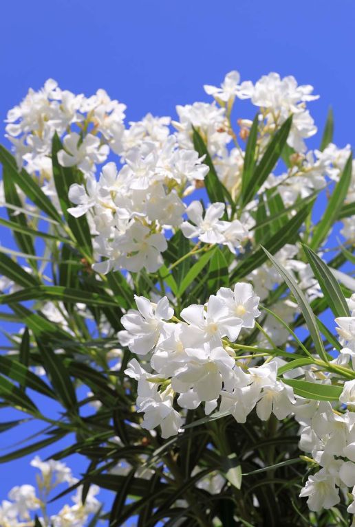 Nerium oleander gartenpflanze p26