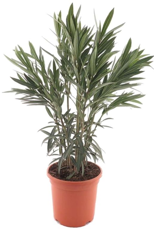 Nerium oleander tuinplant pot26