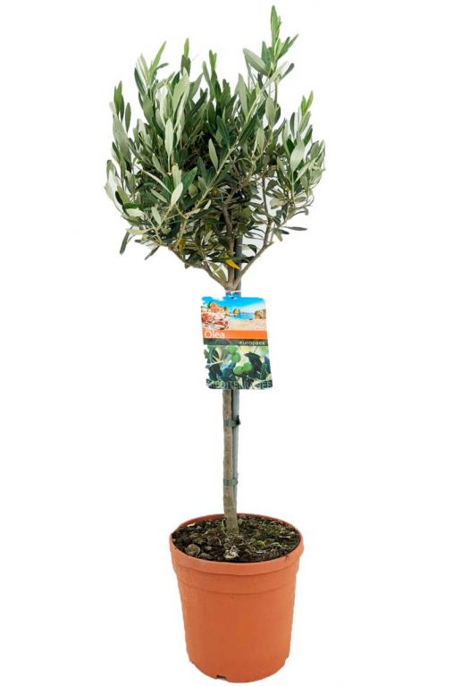 Olea europaea gartenpflanze