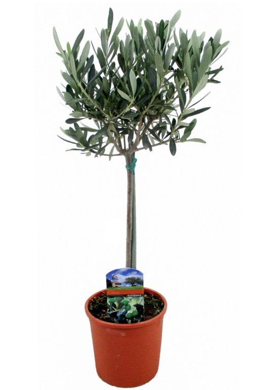 Olea europaea p14 olijfboom