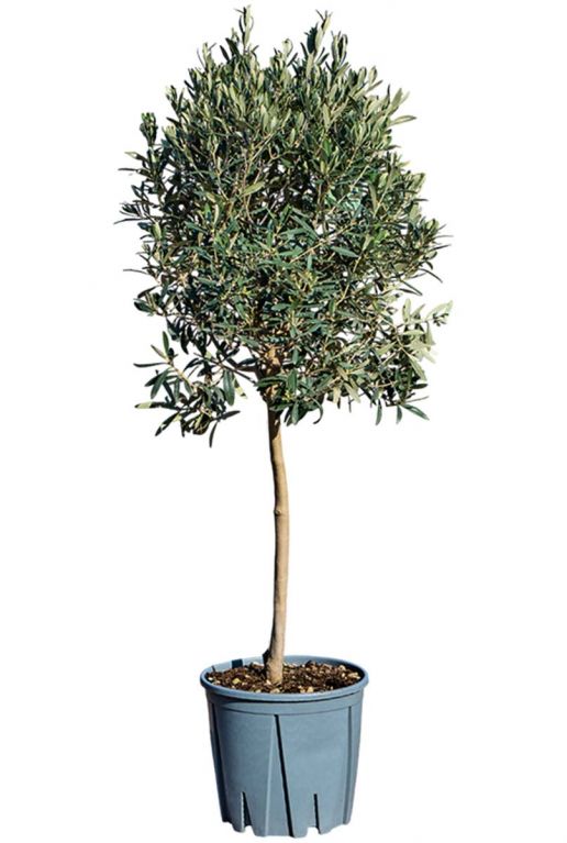 Olea europaea p26 gardenpflanze