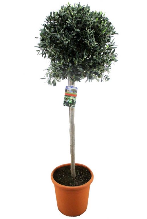 Olea europaea p38