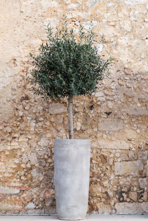 Olea europaea p45