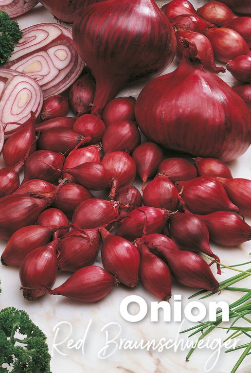 Onion red braunschweiger rote zwiebel