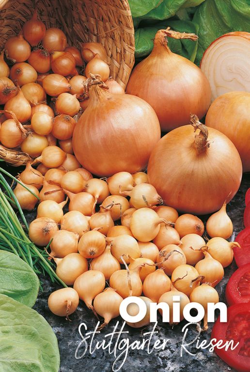 Onion stuttgarter riesen zwiebel zwiebeln