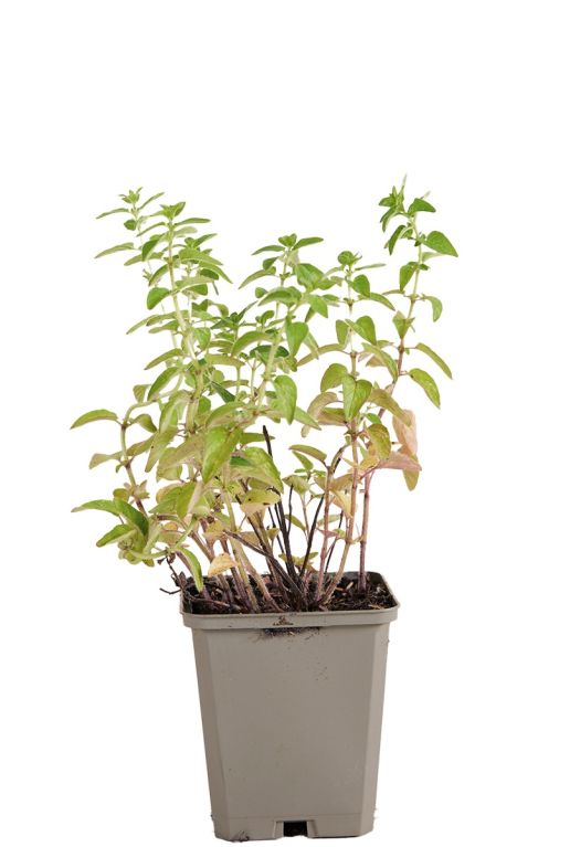 Origanum vulgare pot9