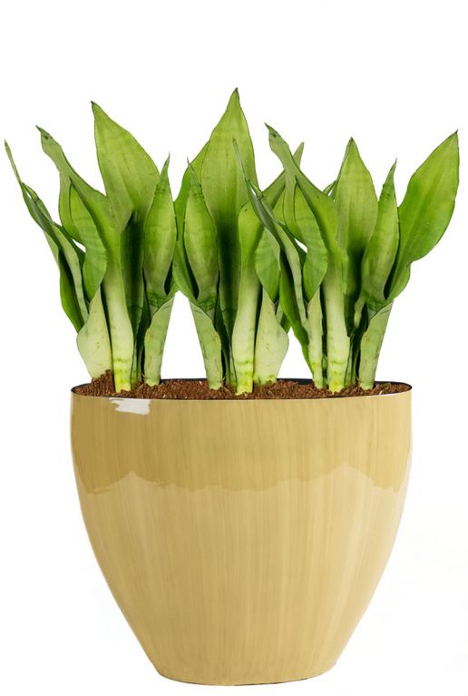 Ovaal gele bloempot vensterbank