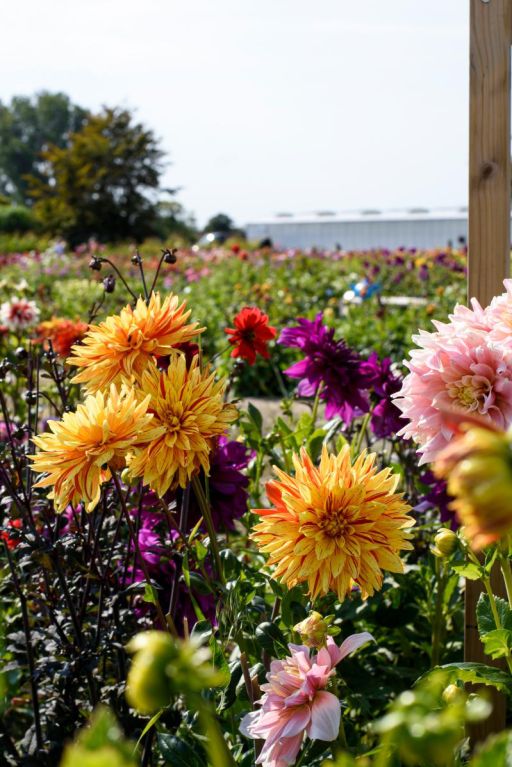 Dahlia Dinnerplate Mix 