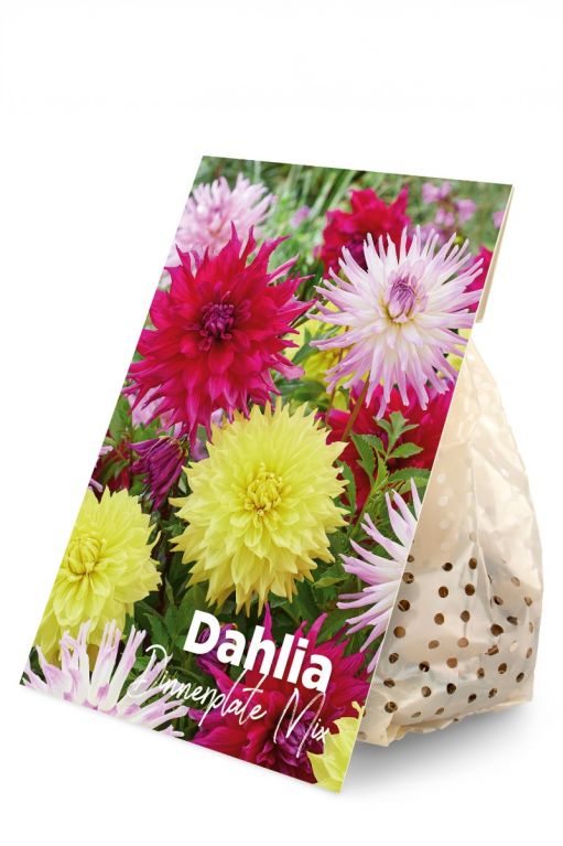 Dahlia Dinnerplate Mix 