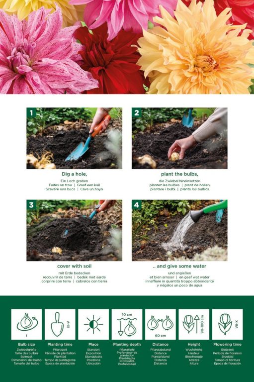 Dahlia Dinnerplate Mix 