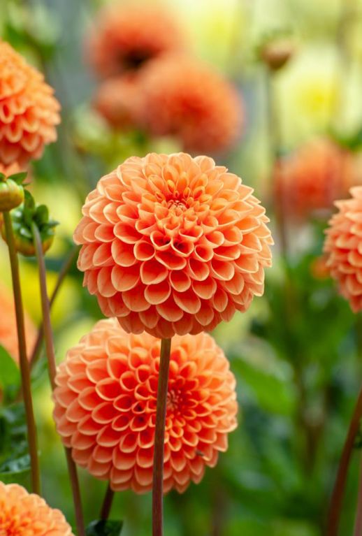 Dahlia Pompon Mix 