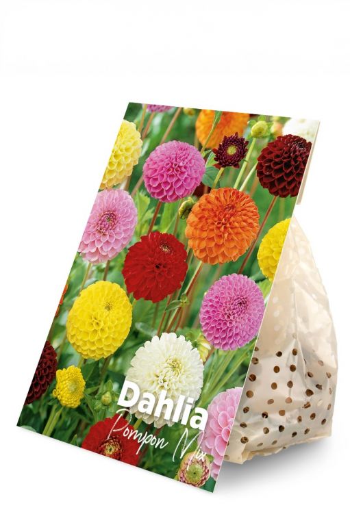 Dahlia Pompon Mix 