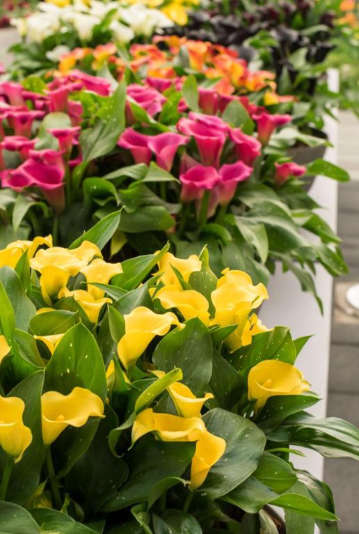 Calla mix 