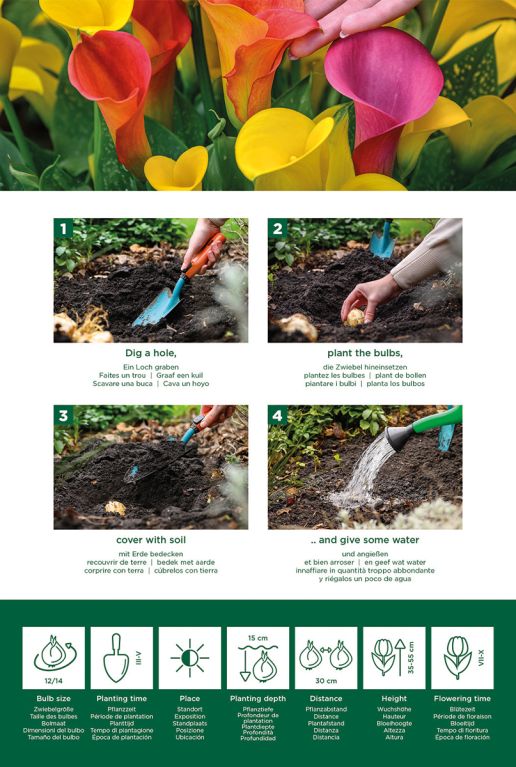Calla mix 