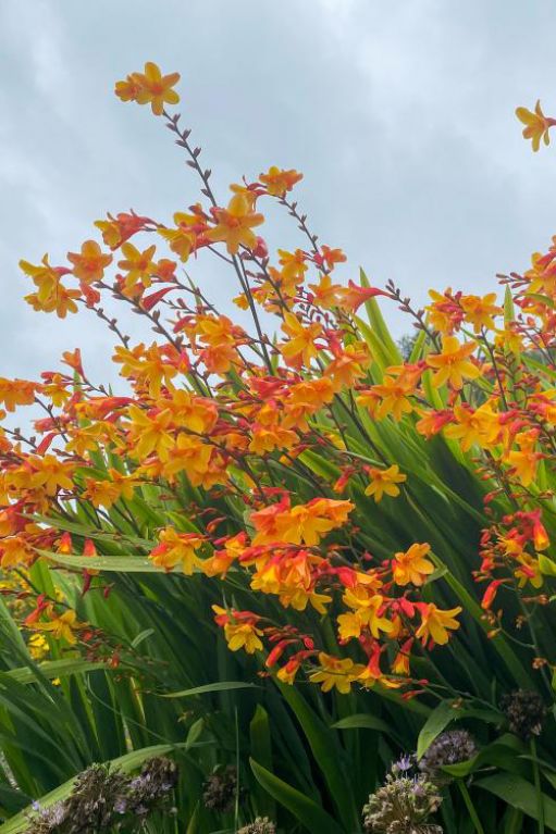 Crocosmia Mix 