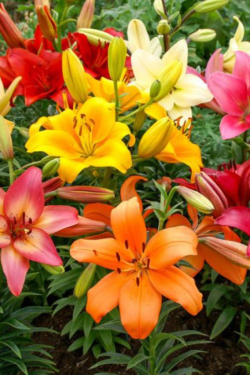 Lily Asiatic Mix 