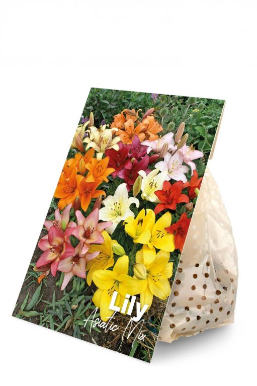 Lily Asiatic Mix 