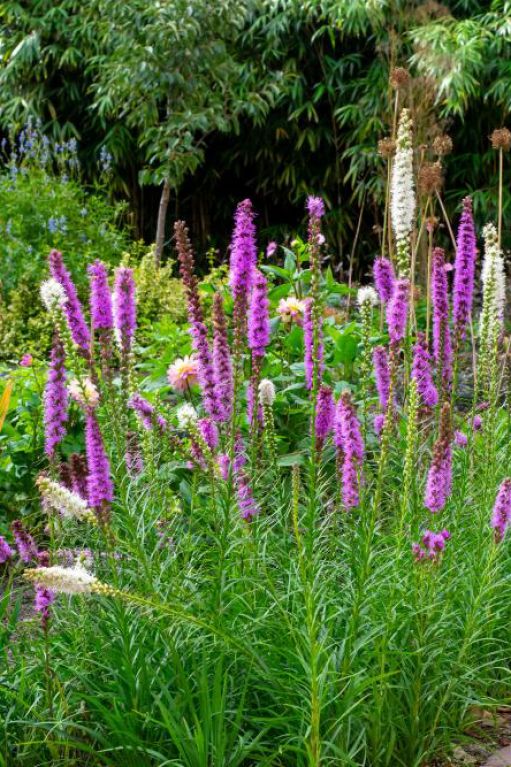 Liatris Purple & White Mix