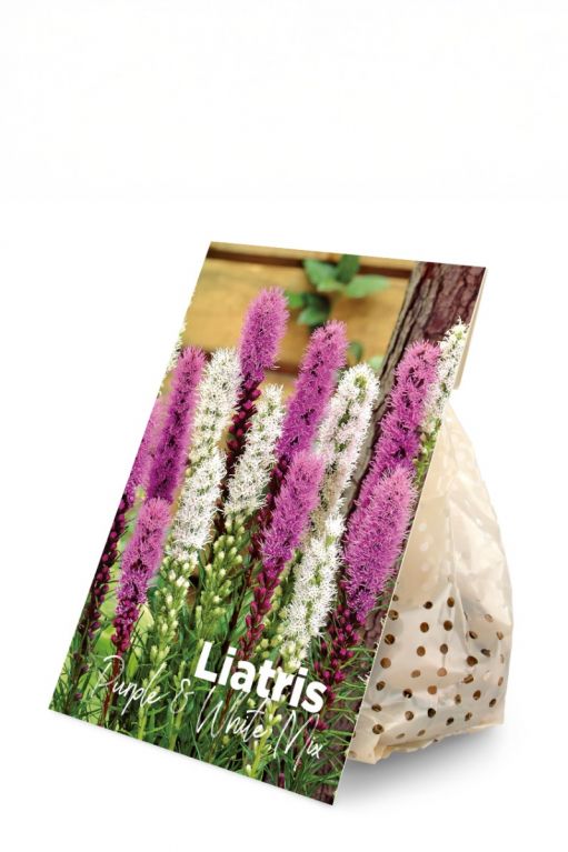 Liatris Purple & White Mix