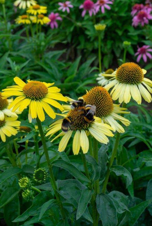 Echinacea Mix 