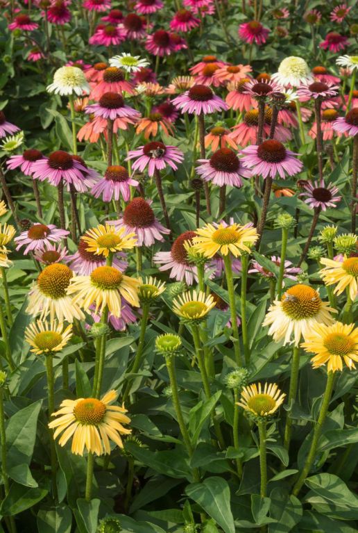 Echinacea Mix 