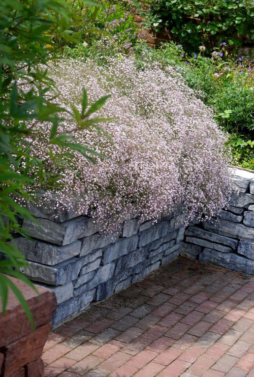 Gypsophila Paniculata