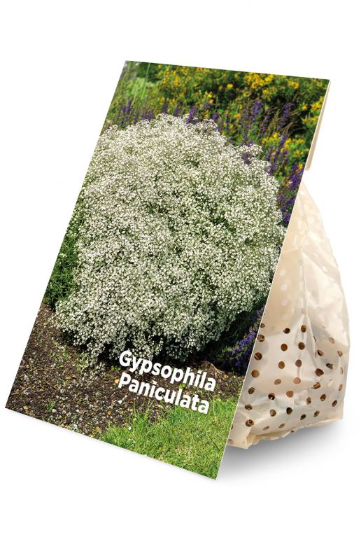 Gypsophila Paniculata